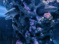 -暹罗海洋世界