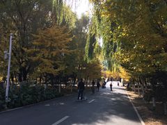 -长白岛森林公园