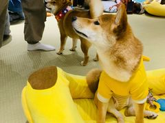 -逗柴咖啡屋·狗咖猫咖宠物桌游
