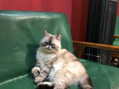 -猫色咖啡·猫咖