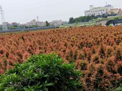 -隔田烧鸡