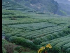 -茅家埠