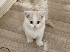 -欣宠猫屋·矮脚拿破仑·蓝金金渐层