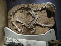 -国家自然博物馆