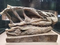 -自贡恐龙博物馆