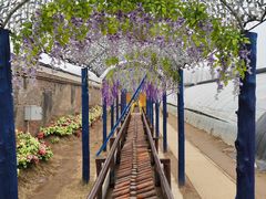 -呀路古热带植物园