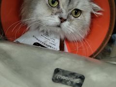 -米苏动物医院·犬猫专科·骨科外科内窥镜