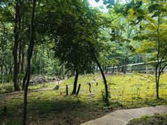 -香炉山国家森林公园