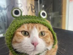 -车接车送·寄养洗护·德文猫舍(大宁店)