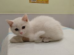 -艾吉宠物医院·疑难杂症转诊中心·猫友好(碧江路院)