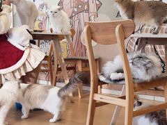 -Let's go狗咖·猫咖·奶狗·桌游(春熙路IFS店)