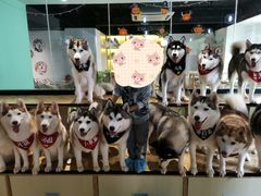 -Husky Go! 哈士奇体验馆·宠物咖啡厅狗咖