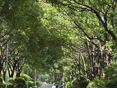 -羊山湖公园