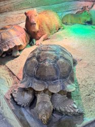 -Zoolung Zoolung动物主题公园(海信广场店)