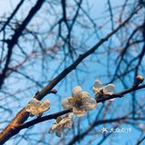 2021盼望已久的香雪公园梅花终于盛开啦[加油][加油][加油]