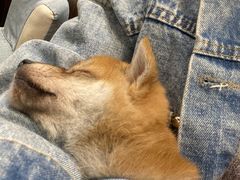 -逗柴咖啡屋·狗咖猫咖宠物桌游