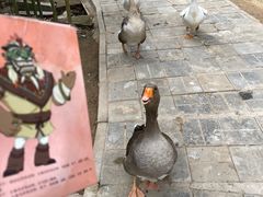 -呀路古热带植物园