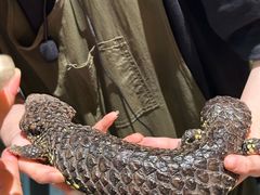 -帕帕拉兹宠物(亚洲旗舰店)