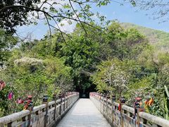 -西双版纳原始森林公园