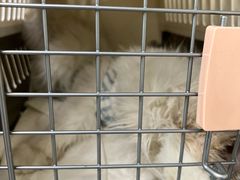 -纳吉亚猫专科动物医院(康都外科中心)