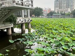-荔湾湖公园