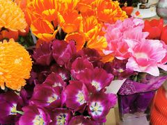 -溪岸路花鸟市场