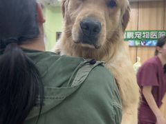 -瑞鹏宠物医院·夜间急症·心超·猫科(祖庙分店)