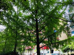 -成都市活水公园
