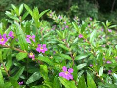 -江西阳明山国家森林公园