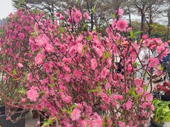 -文华公园(禅城区)