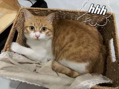 -宠物星动物医院·眼科·异宠·猫科(江南大道总院)