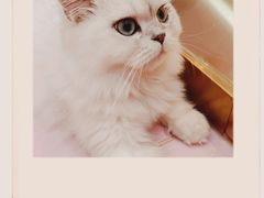 -爪爪喵星球·猫舍(前海卓越店)