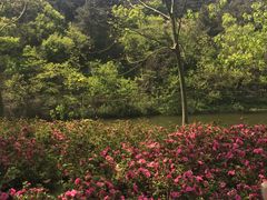 -木兰云雾山