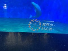 -泉城欧乐堡海洋极地世界