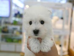 -翊宠yipet猫狗购宠庄园