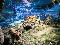 -国家自然博物馆