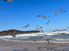 -金海滩海水浴场
