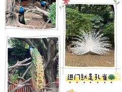 -广州长隆飞鸟乐园
