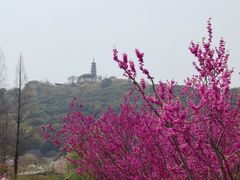 -苏州上方山国家森林公园