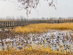 -野鸭湖国家湿地公园