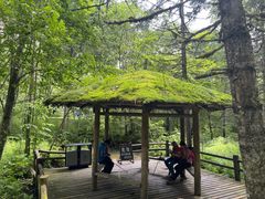 -五营红松林海景区