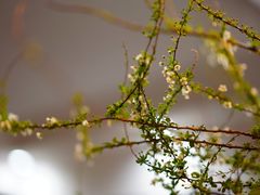 -双季花艺园艺市场(浦东店)