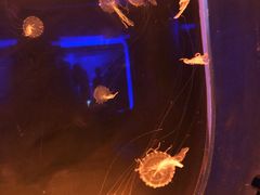 -暹罗海洋世界