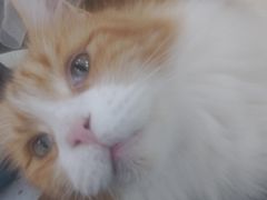 -喵园·猫主题咖啡厅·撸猫·猫咖(国贸店)