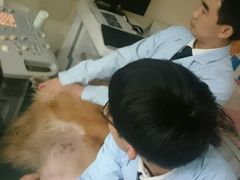 -宠颐生东兴动物医院(大悦城店)