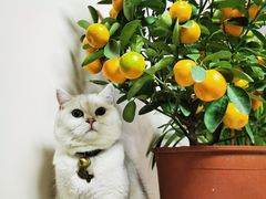 -袖虎·猫馆(体育西路店)