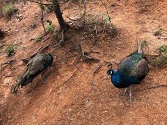 -西霞口神雕山野生动物世界