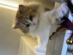 -十月米努特矮脚猫舍