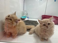 -1013 PET SHOP精品宠物商店(丁香店)