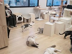 -有喵·猫咖·狗咖·30几只猫10只小狗(岗厦店)
